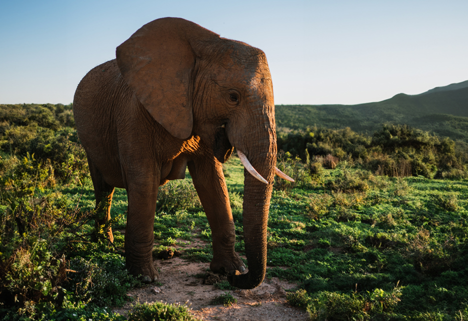 ELEPHANT PARK KNYSNA