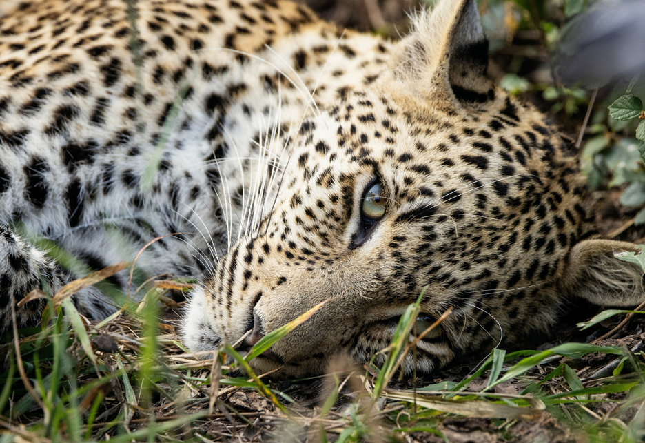 GARDEN ROUTE SAFARI LEOPARDS