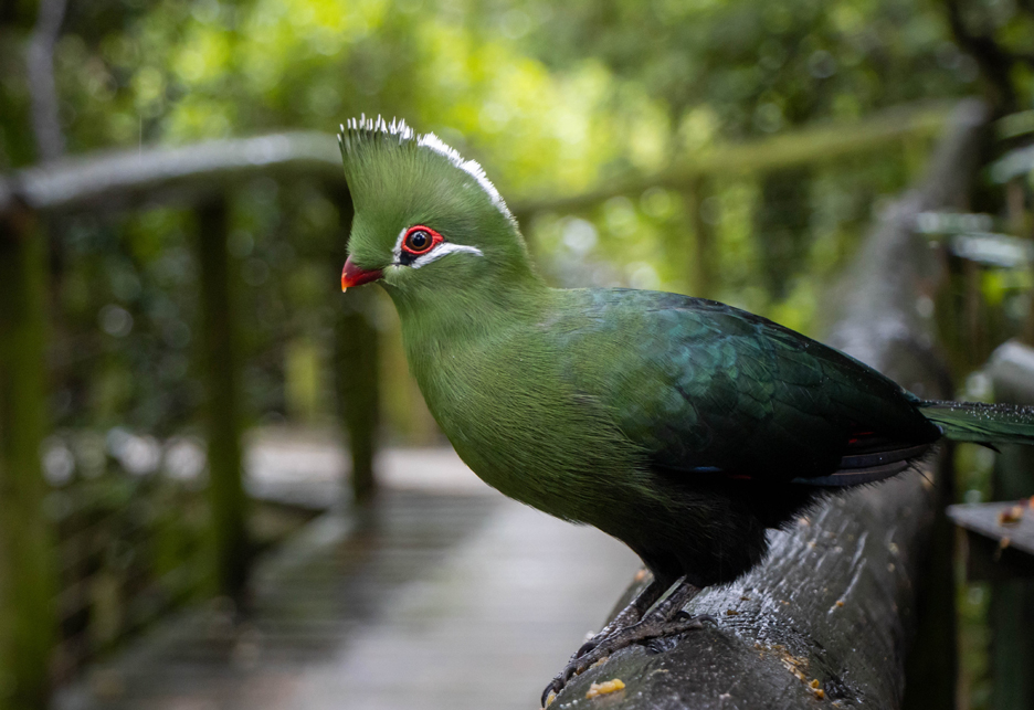 KNYSNA LOERIE